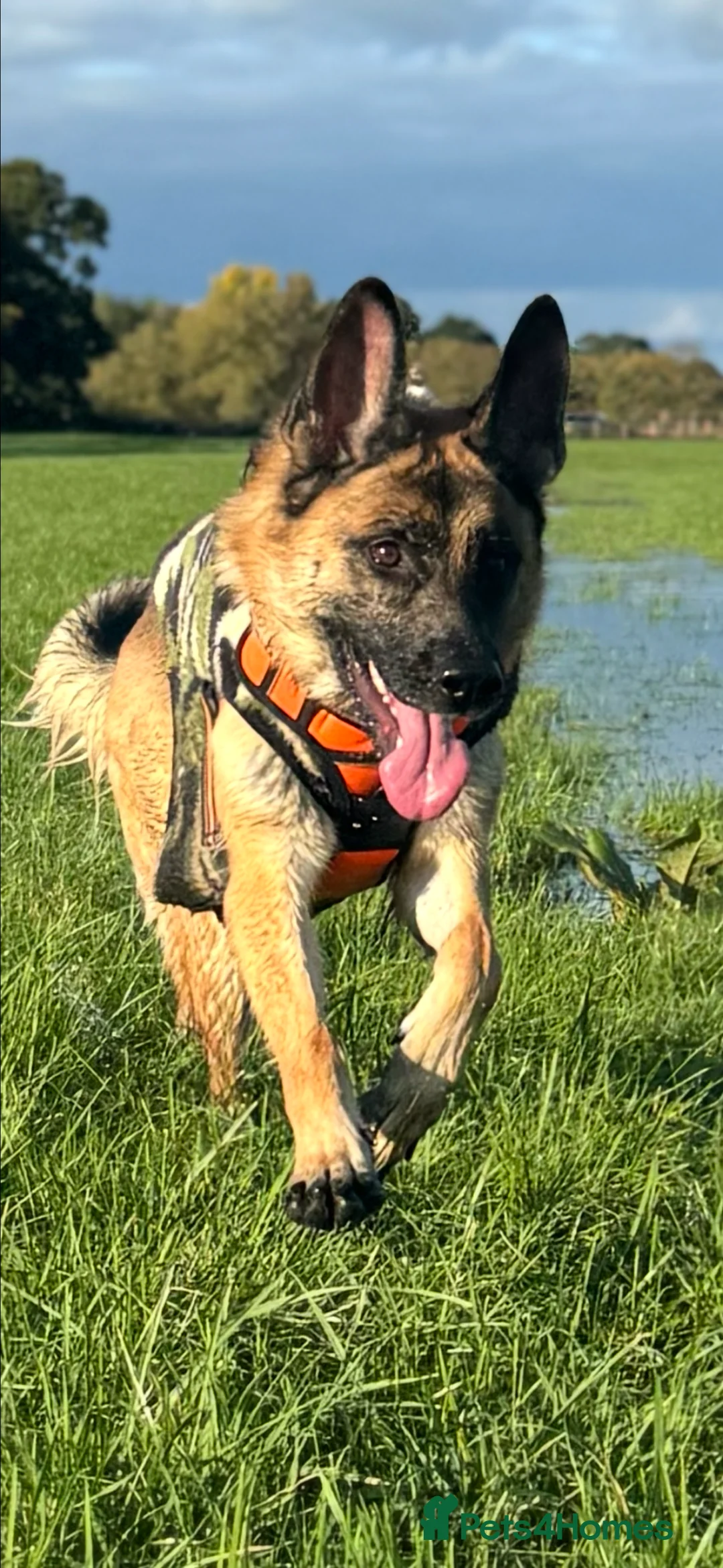 German Shepherd dogs for sale: Lula kc registered German shepherd  - Advert 2