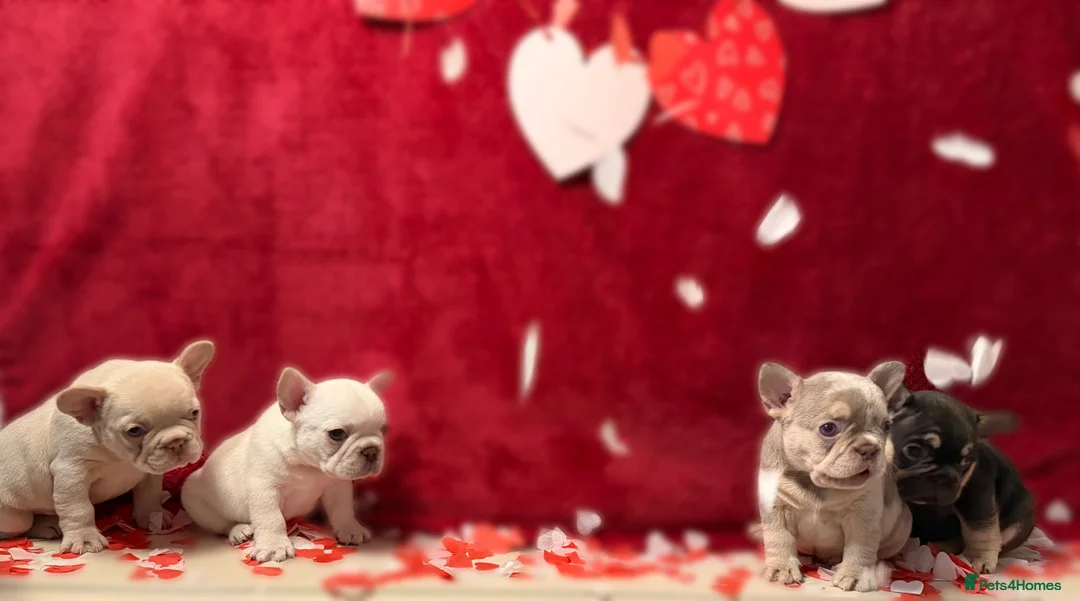 French Bulldog dogs for sale: Stunning KC registered Frenchies😍 4 male 1 female - Advert 1