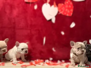 French Bulldog dogs Stunning KC registered Frenchies😍 4 male 1 female - Advert 4