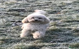 Cockapoo dogs for sale: Stunning Cockerpoo Puppies - Image 3