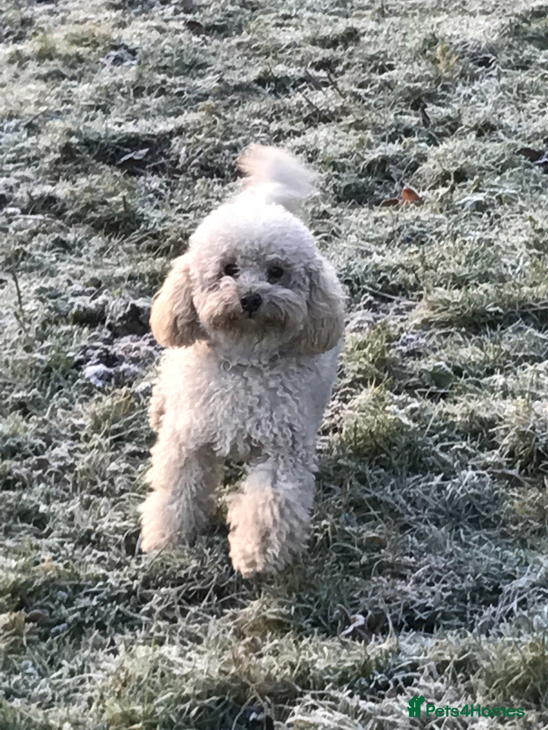 Cockapoo dogs for sale: Stunning Cockerpoo Puppies - Image 3