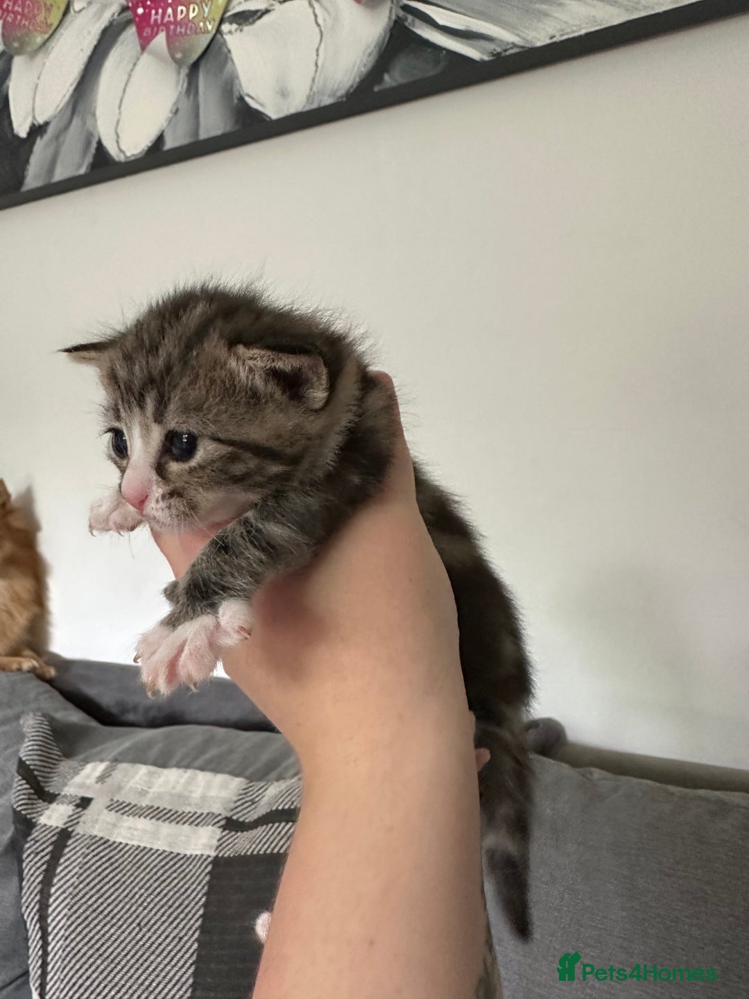 Mixed Breed cats for sale: Beautiful kittens  - Image 20
