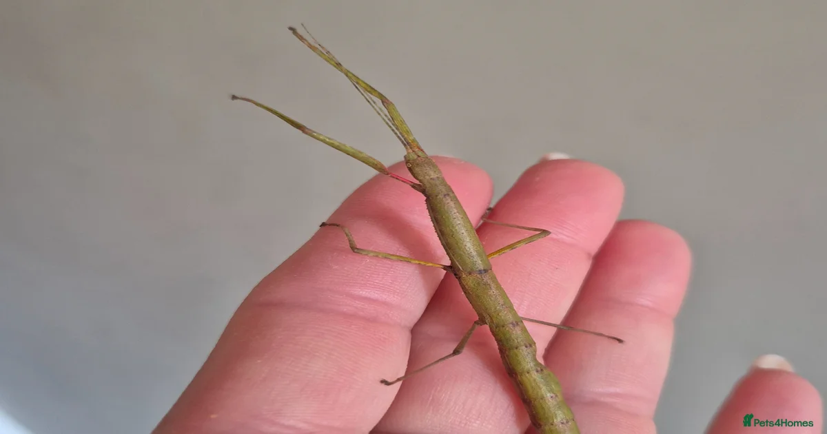 Stick Insects Invertebrates for sale | Pets4Homes