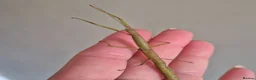 Stick Insects invertebrates for sale: Baby Indian Stick Insects in Scarborough - Advert 1