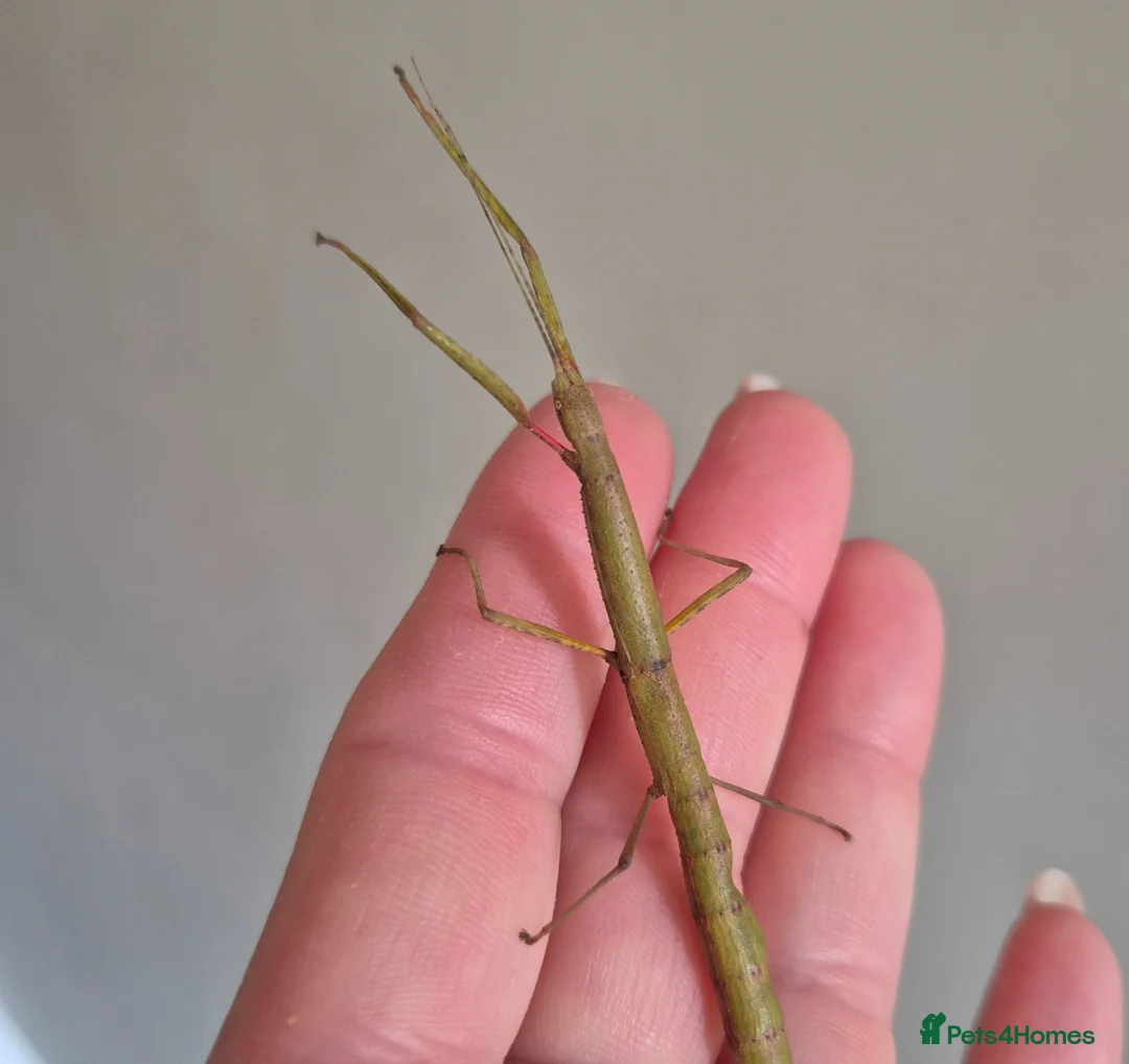 Stick Insects invertebrates for sale: Baby Indian Stick Insects in Scarborough - Advert 1