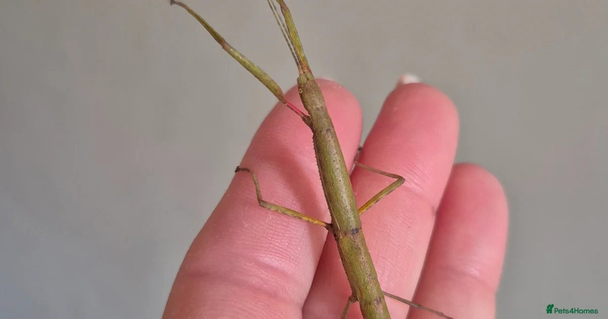 Stick Insect Price Stick Insects Invertebrates for sale | Pets4Homes