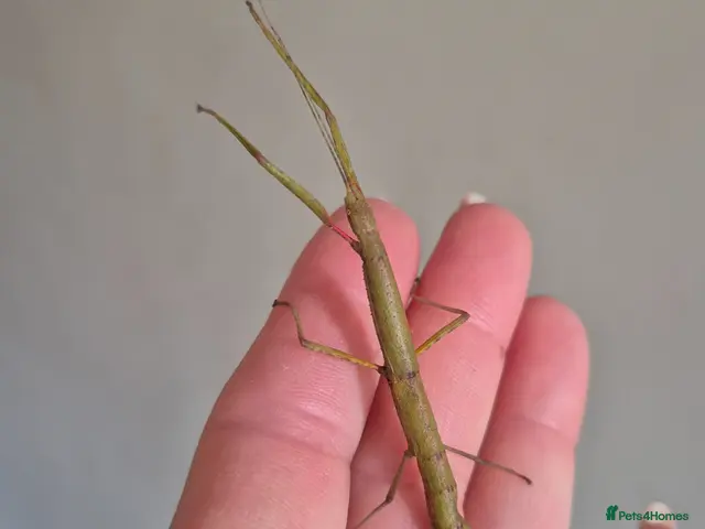 Stick Insects invertebrates for sale: Baby Indian Stick Insects - Advert 1
