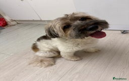 Shorkie dogs for sale: Shorkie🪽 - Image 1