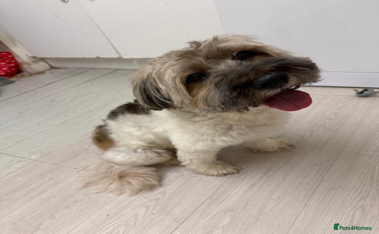 Shorkie dogs - Advert 2