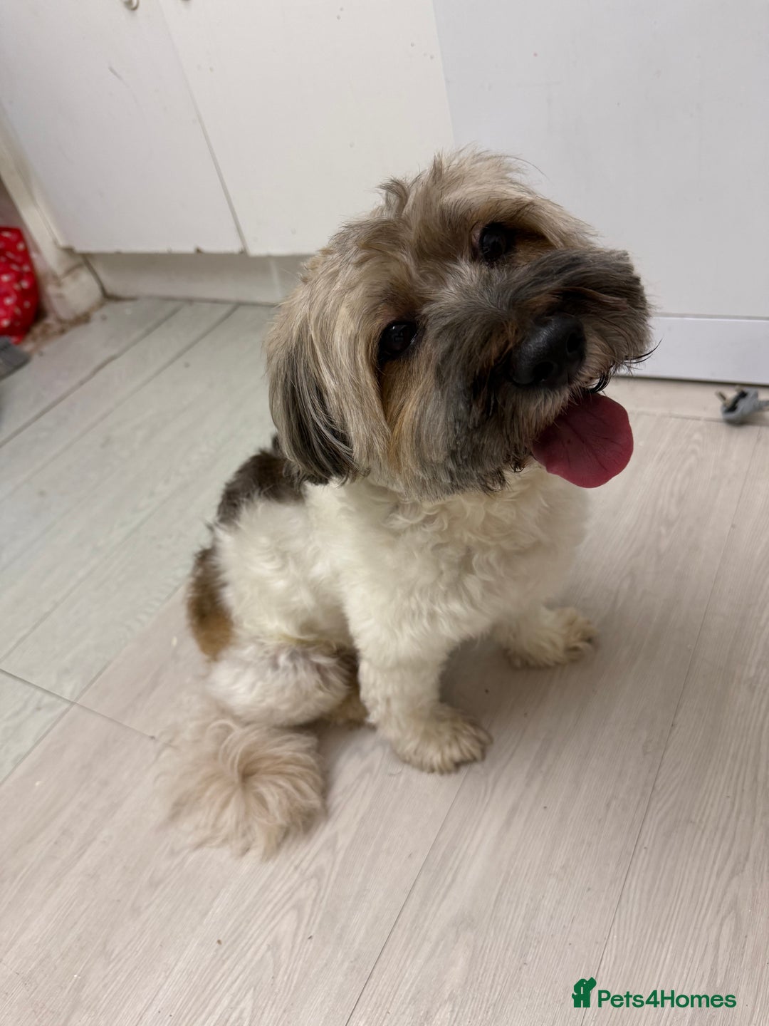 Shorkie dogs for sale: Shorkie🪽 - Image 1