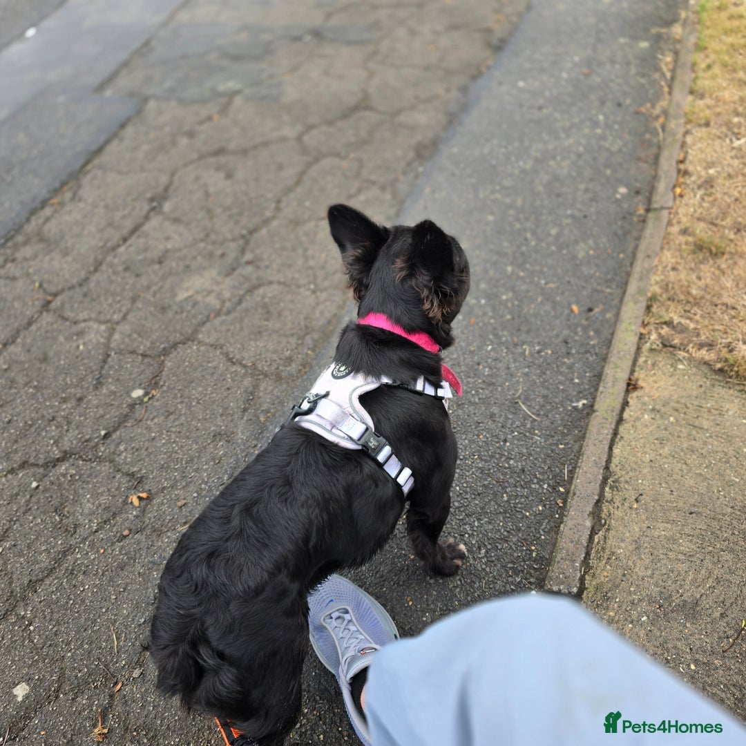 French Bulldog dogs for sale: HIGH QUALITY FLUFFY FRENCHIES  - Advert 18