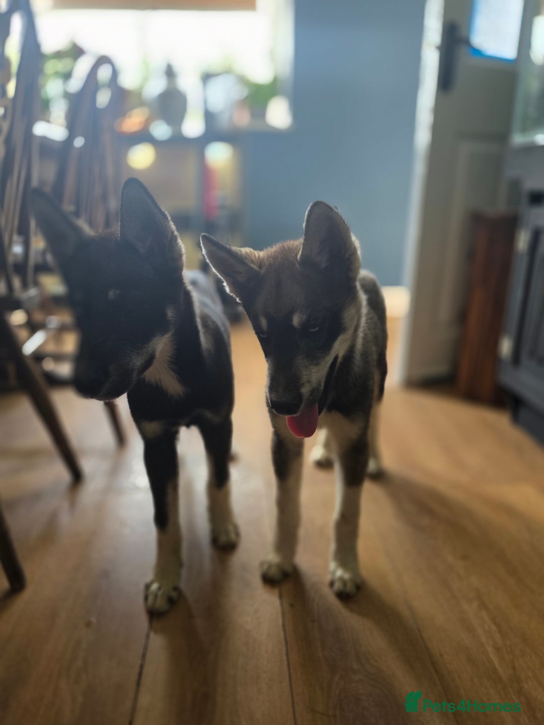 Siberian Husky dogs for sale: Agouti Coat Pedigree Siberian Husky Puppies - Image 15