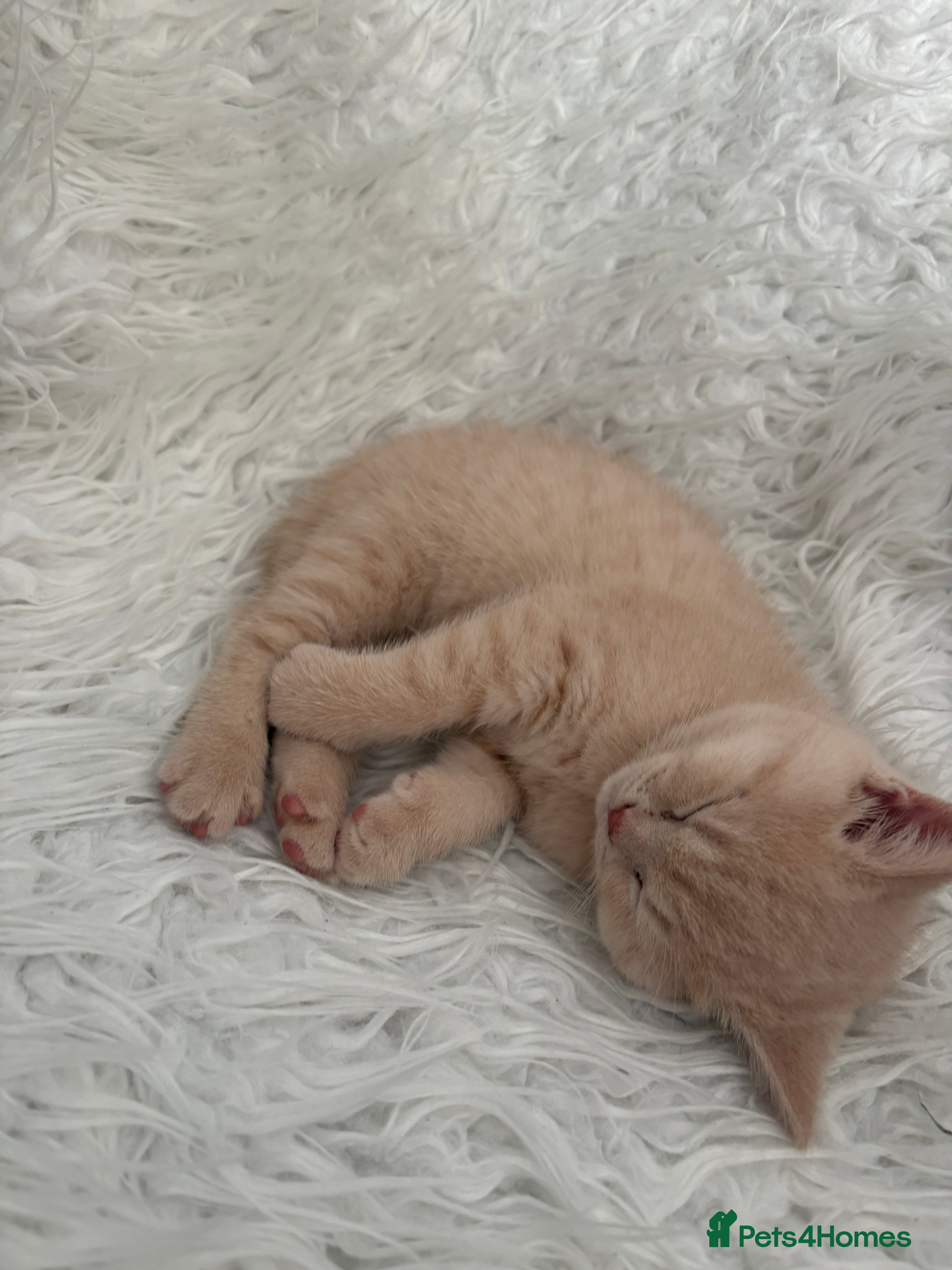 British Shorthair cats British Shorthair kittens – home raised  - Advert 7