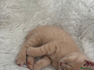 British Shorthair cats British Shorthair kittens – home raised - Advert 3