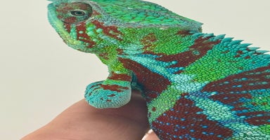 Chameleon reptiles - Advert 13