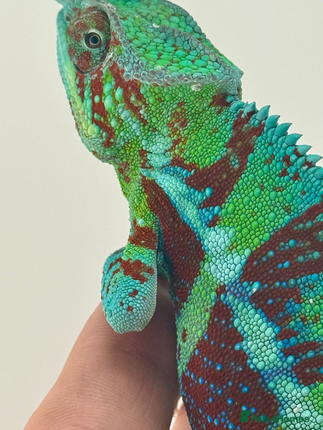 Chameleon reptiles for sale: Ambanja panther chameleon PURPLE  - Image 3