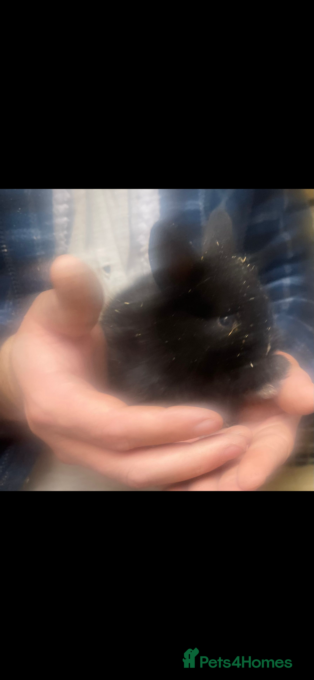 Lionhead rabbits for sale: 6 baby bunnies ready to leave  - Advert 5