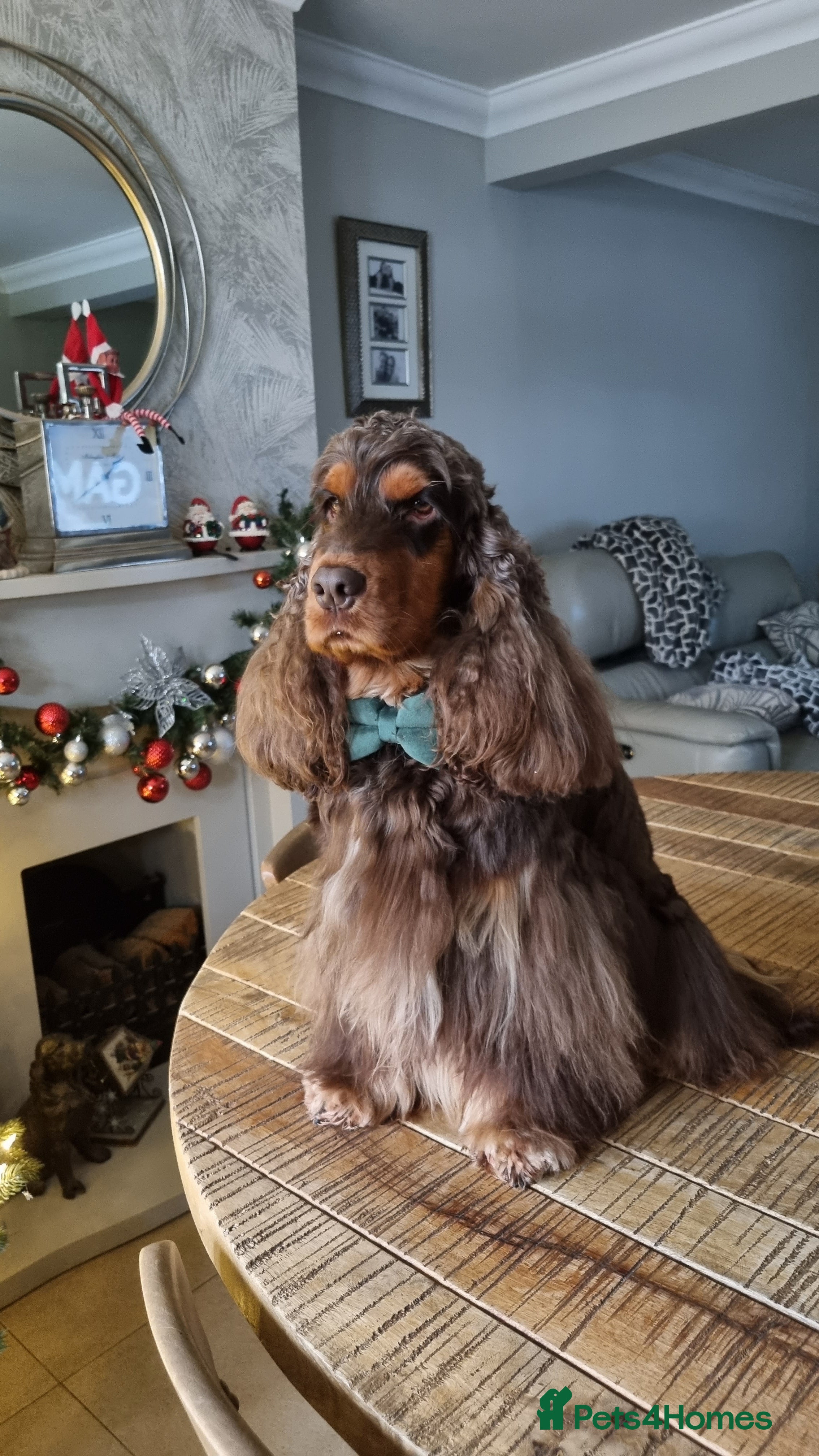 Cocker Spaniel dogs SHOW COCKER SPANIEL 🐕 health tested stud  in Brentwood - Advert 2
