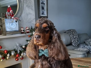 Cocker Spaniel dogs in Brentwood - Advert 6