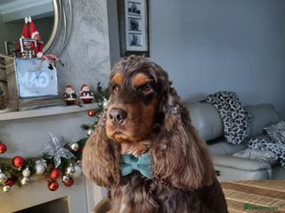 Cocker Spaniel dogs SHOW COCKER SPANIEL 🐕 health tested stud in Brentwood - Advert 9