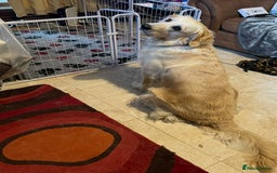 Golden Retriever dogs for sale: Rare & wonderful petite golden retrievers - Image 34