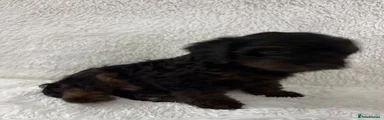 Yorkiepoo 1