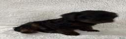 Yorkiepoo dogs for sale: Yorkiepoo pups - Advert 11