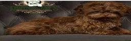 Shih Tzu dogs for sale: Stunning doby shih zu puppies - Advert 5