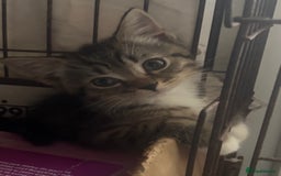 Mixed Breed cats for sale: MaineCoon x X British blue/Scottish fold  - Image 1