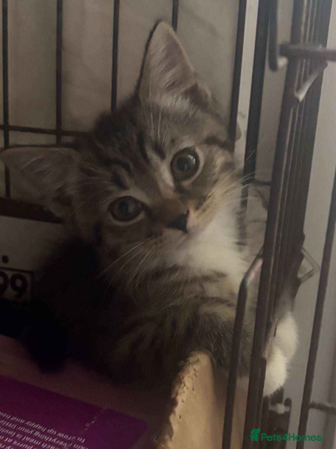 Mixed Breed cats for sale: MaineCoon x X British blue/Scottish fold  - Image 1
