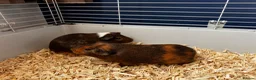 Guinea Pig rodents for sale: 2 Bonded Male Guinea Pigs + Full Setup & Extras in Oswestry - Advert 3