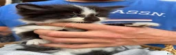 Mixed Breed cats for sale: Kittens in Scunthorpe - Advert 1