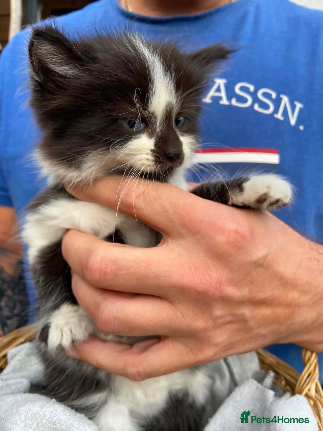 Mixed Breed cats for sale: Kittens in Scunthorpe - Advert 1