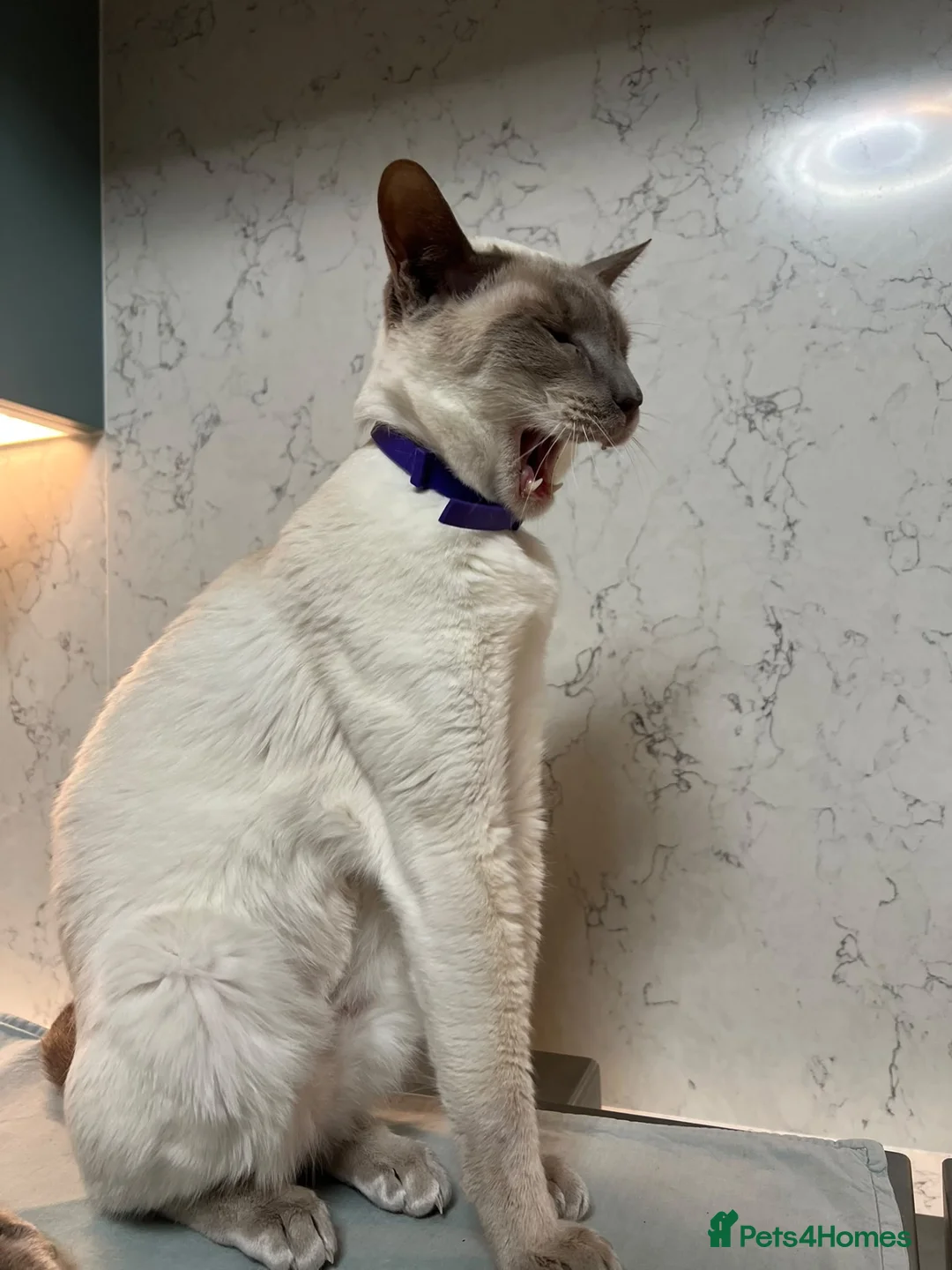 Siamese cats for sale: Lovely lilac point Siamese girl needing new home  - Advert 7