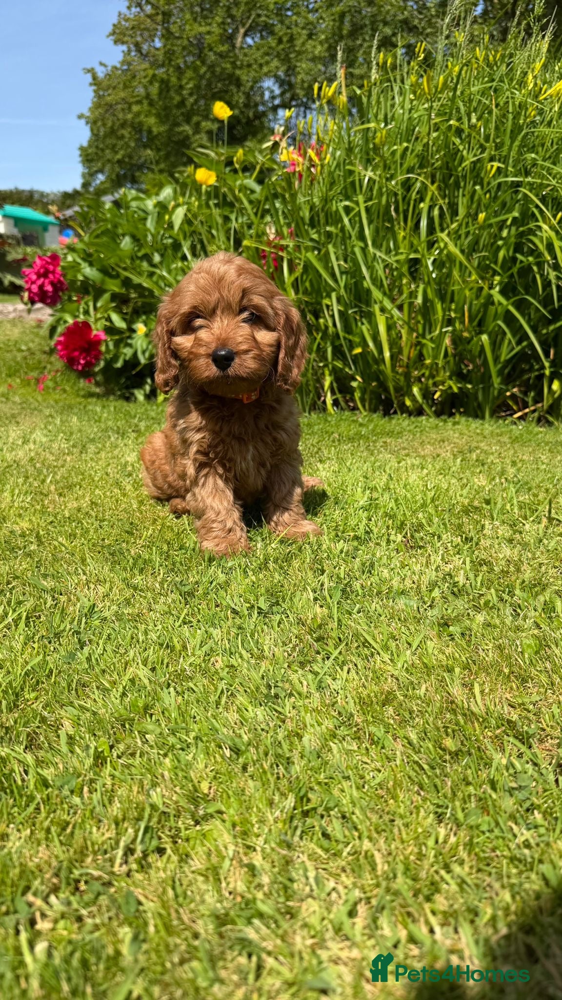 Cockapoo dogs READY TO GO :Gorgeous Red F1 Cockapoo puppies - Advert 1