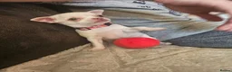 Chihuahua dogs for sale: 5 beautiful chihuahuas in Maidstone - Advert 11