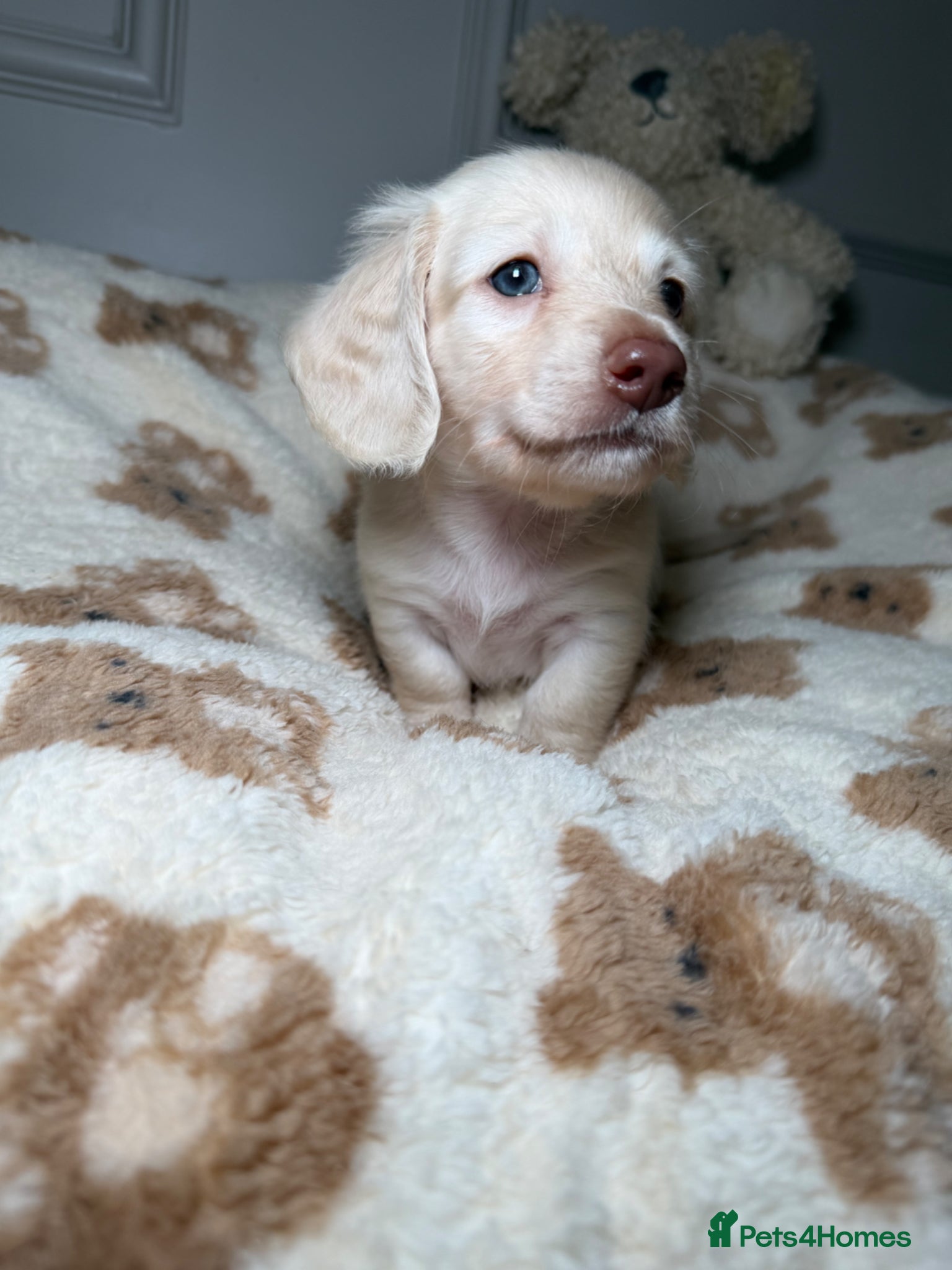 Miniature Dachshund dogs Clear cream miniature dachshunds  - Advert 14