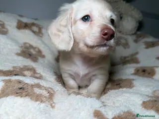 Miniature Dachshund dogs Clear cream miniature dachshunds - Advert 14