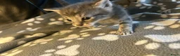Mixed Breed cats for sale: 5 beautiful kittens ready to go 17th Nov - Advert 6
