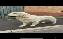 Golden Retriever dogs for stud: KC English CREAM retriever STUD…. - Image 5