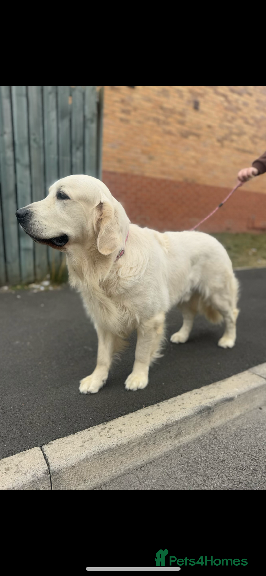 Golden Retriever dogs for stud: KC English CREAM retriever STUD…. - Image 5