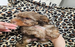 Yorkshire Terrier dogs for sale: 🧡 DNA tested parents 🤎 Chocolate Red boy  - Advert 8