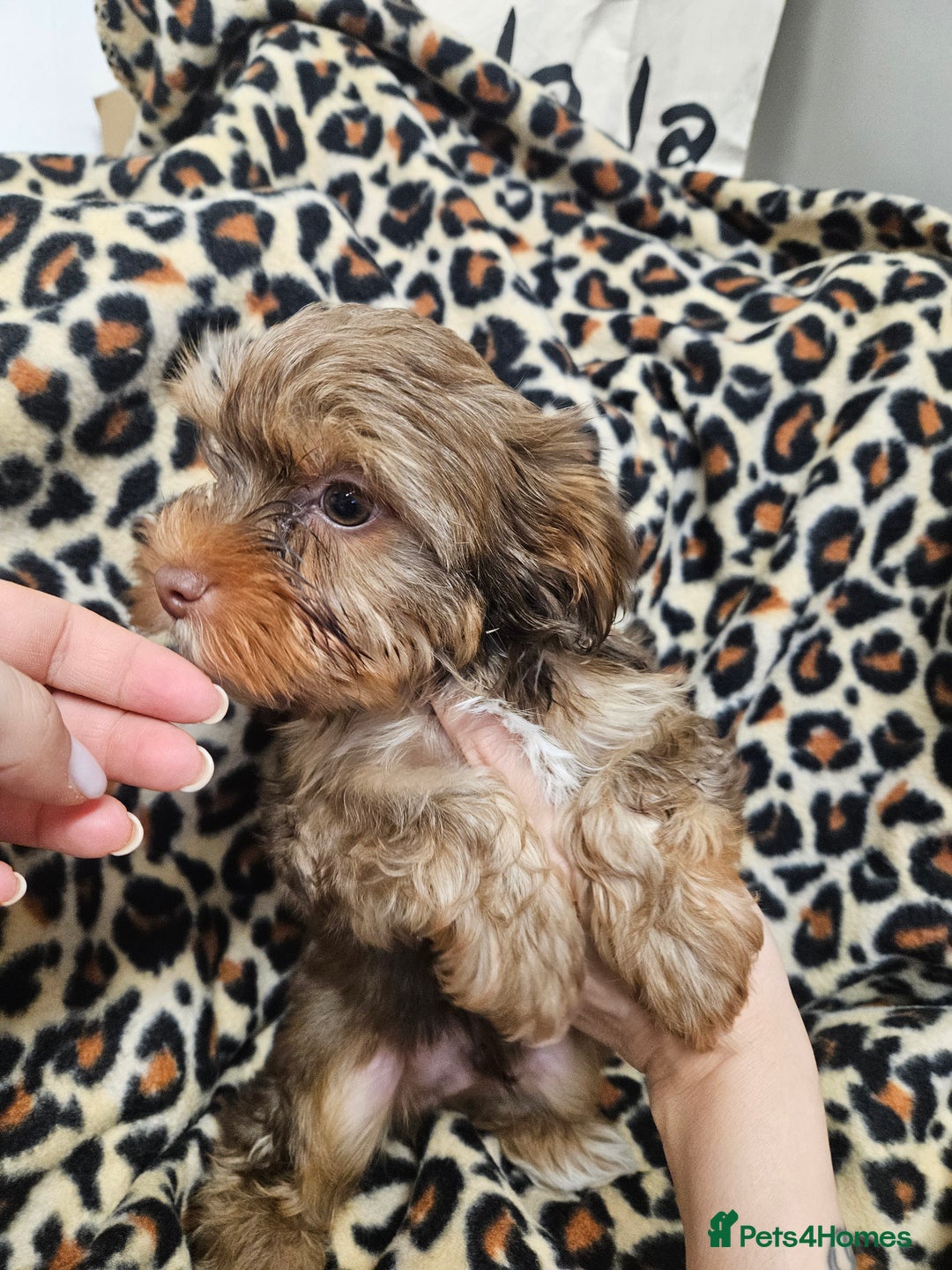 Yorkshire Terrier dogs for sale: 🧡 DNA tested parents 🤎 Chocolate Red boy  - Advert 8