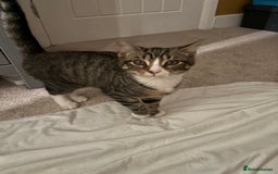 Mixed Breed cats for sale: Tabby Boy for New Home  - Image 2