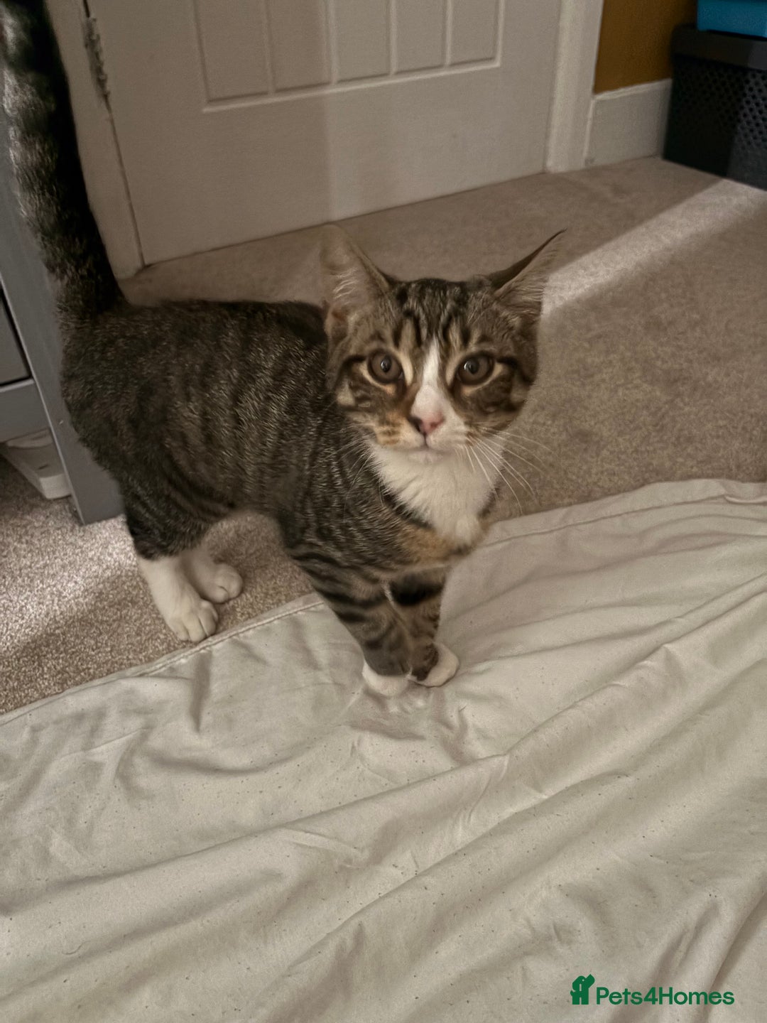 Mixed Breed cats for sale: Tabby Boy for New Home  - Image 2