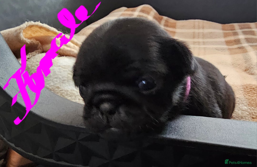 Pug dogs for sale: For sale - Image 11