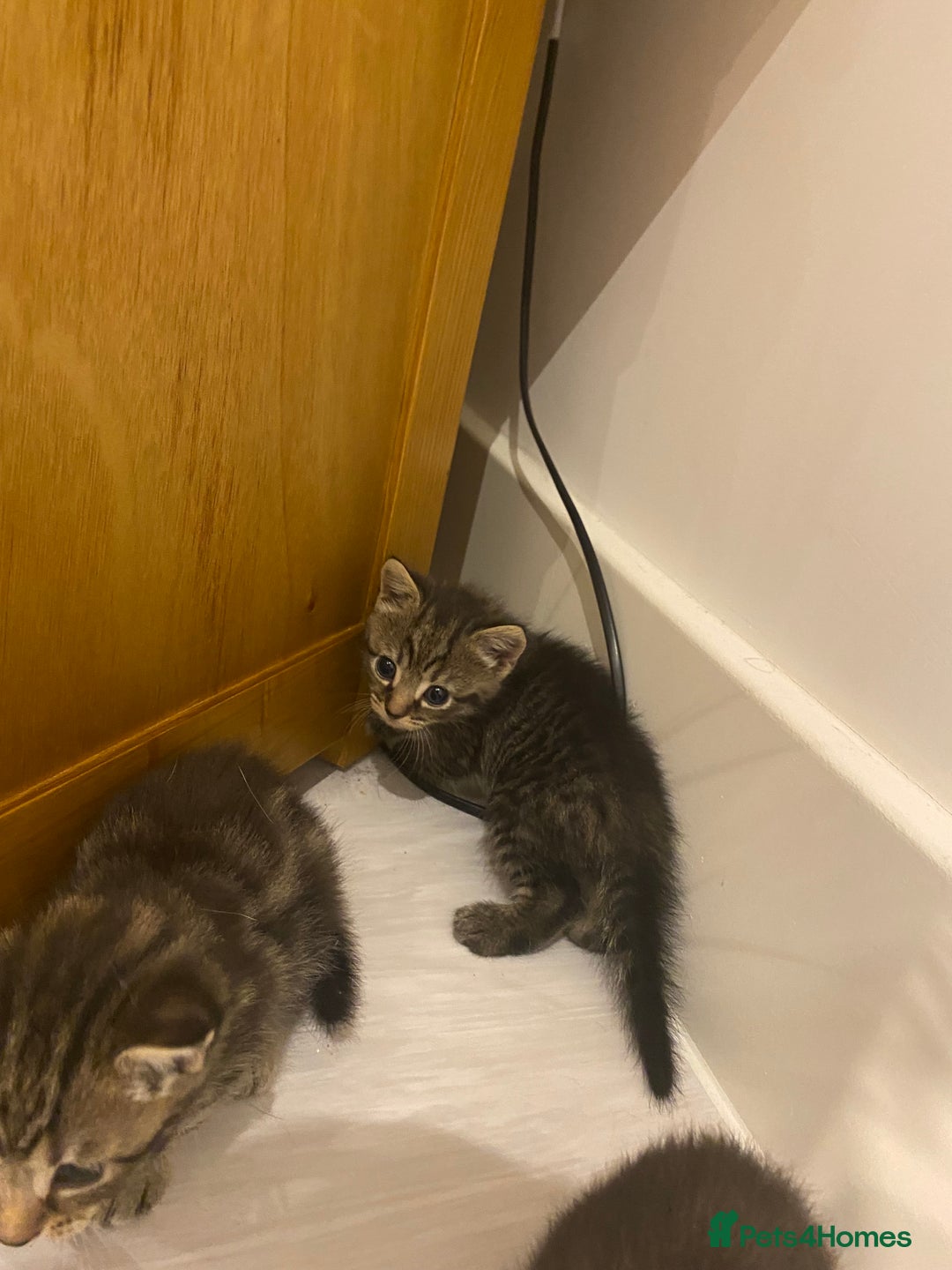 Mixed Breed cats for sale: 2 girl long haired tabby kittens  - Image 6