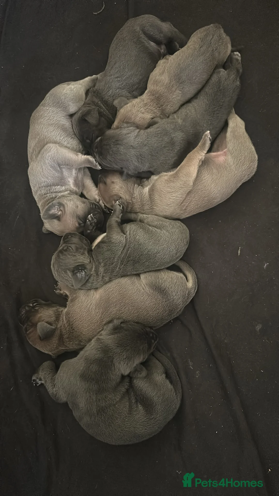 Cane Corso dogs for sale: Cane Corso Puppies for sale  in Coventry - Advert 8