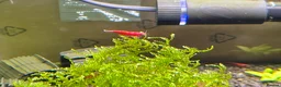 Shrimps fish for sale: X10 Red Cherry Shrimp Good Quality Grade - Advert 4