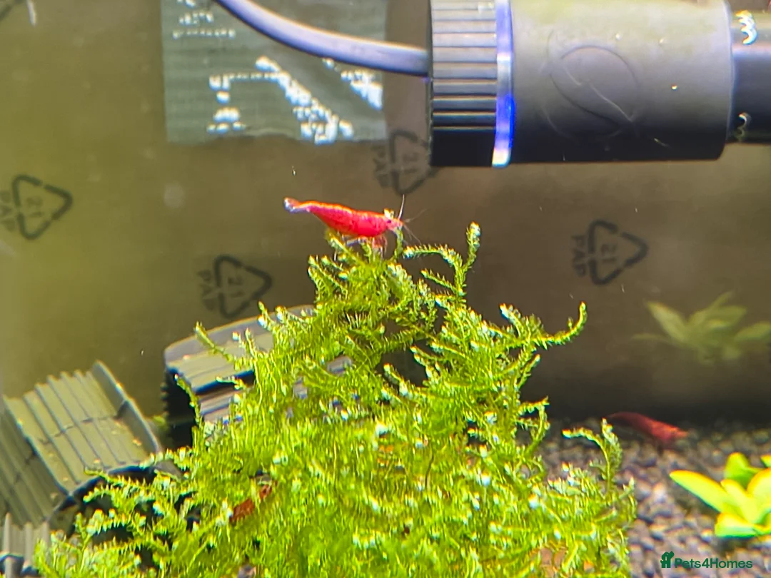 Shrimps fish for sale: X10 Red Cherry Shrimp Good Quality Grade - Advert 4